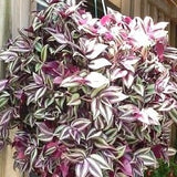 10" Hanging Basket - Tradescantia