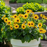 8" pot - Sunflower