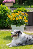 8" pot - Sunflower