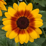 8" pot - Sunflower