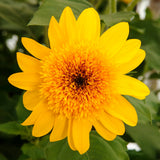 8" pot - Sunflower