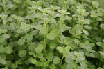 Herb - 4" pot