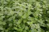 Herb - 4" pot