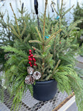 Spruce Tip Pot - 10" Pot