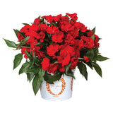 5" pot - Impatiens Roller Coaster