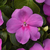 3.5" pot - Impatiens