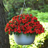 3.5" pot - Impatiens