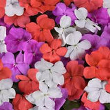 3-pack - Impatiens