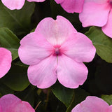 3.5" pot - Impatiens