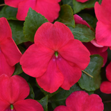 3-pack - Impatiens