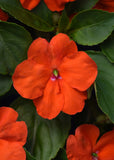 3-pack - Impatiens