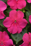 Flower Pouches
