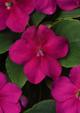 3.5" pot - Impatiens