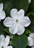 3-pack - Impatiens