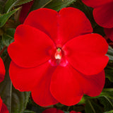 12" Patio Pot - Impatiens Spectra