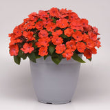 3.5" pot - Impatiens Solarscape