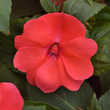 3.5" pot - Impatiens Solarscape
