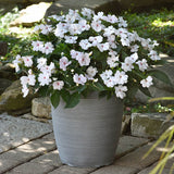 3.5" pot - Impatiens Solarscape