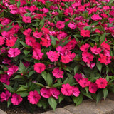 3.5" pot - Impatiens Solarscape