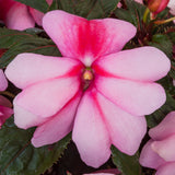 12" Patio Pot - Impatiens Spectra
