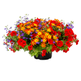 6" pot - Combos