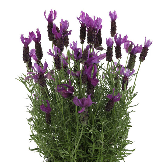 6" pot - Lavender