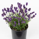6" pot - Lavender