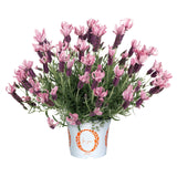 6" pot - Lavender