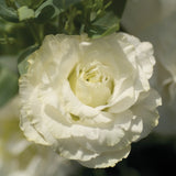 3.5" pot - Lisianthus
