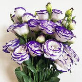 3.5" pot - Lisianthus