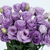 3.5" pot - Lisianthus