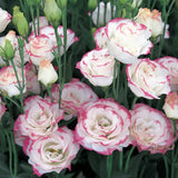 3.5" pot - Lisianthus