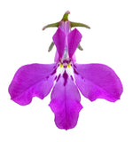 5" pot - Lobelia