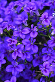 5" pot - Lobelia