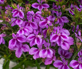 5" pot - Lobelia