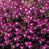 3.5" pot - Lobelia