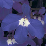 3.5" pot - Lobelia