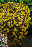 4.5" pot - Lysimachia