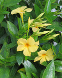 5" pot - Dipladenia