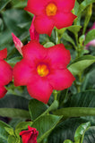 8" pot - Dipladenia