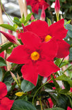 5" pot - Dipladenia