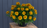 3.5" pot - Marigold