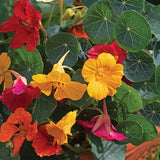 4" pot - Nasturtium