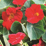 4" pot - Nasturtium