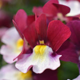 5" pot - Nemesia