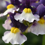 5" pot - Nemesia