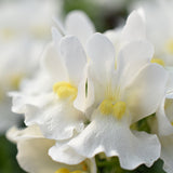 5" pot - Nemesia