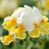 5" pot - Nemesia