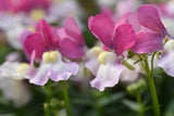 5" pot - Nemesia