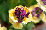 5" pot - Nemesia